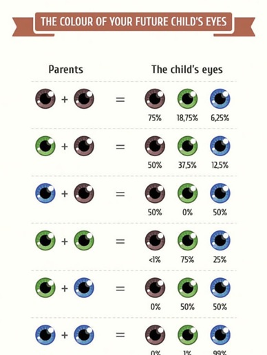 Genetic Eye Color Predictor Chart